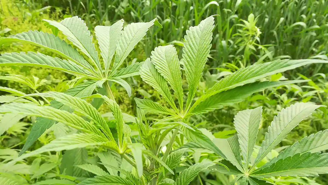 Eine Cannabis-Plantage ist im Bild zu sehen. Das Hanfgewächs hat eine auffällige Blattform, die Droge die daraus gewonnen wird, wird zumeist von den Konsumenten geraucht.