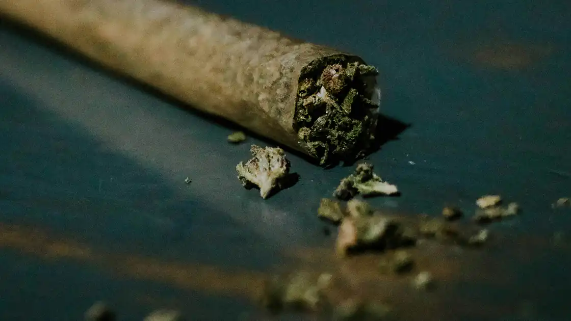 Haschisch bzw. Cannabis wird oftmals per Joint, also durch Rauchen, eingenommen. Das Bild zeigt einen solchen Joint, der teilweise schon abgebrannt ist in einer Nahaufnahme. So konsumieren viele Menschen Drogen.