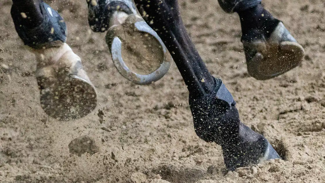 Pferde sind vieler Menschen Lieblingstiere und seit jeher übt Reiten eine Faszination auf Menschen aus. Aber das Reiten hat auch Kehrseiten, denn diese Sportart oder Freizeitbeschäftigung ist auch eines der gefährlichsten Hobbys. Im Bild sind beim Galopp in einer Nahaufnahme die fliegenden Hufe des Pferdes zu sehen und der braune sandige Boden darunter.