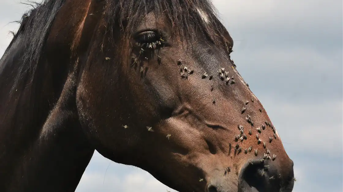 Ein Pferdekopf von einem dunkelbraunen Pferd mit Nase, Maul bis zu den Augen ist abgebildet. Das Pferd ist im Gesicht von zahlreichen Fliegen besetzt, die sich über das ganze Gesicht bis nach vorne zur Nase auf dem Fell festgesetzt haben.