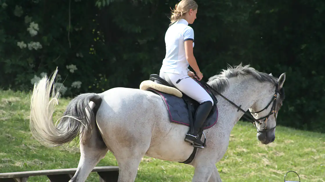 Eine Reiterin mit einem weißen Pferd ist beim Reiten zu sehen. Die Reiterin ist hell gekleidet, trägt eine weiße Reithose, schwarze Reitstifel und das Pferd ist mit einem Sattel und einer Fellunterlage zu sehen. Das Pferd und die Reiterin entfernen sich von der Kamera. Die Reiterin hat blonde Haare und keinen Reithelm am Kopf.
