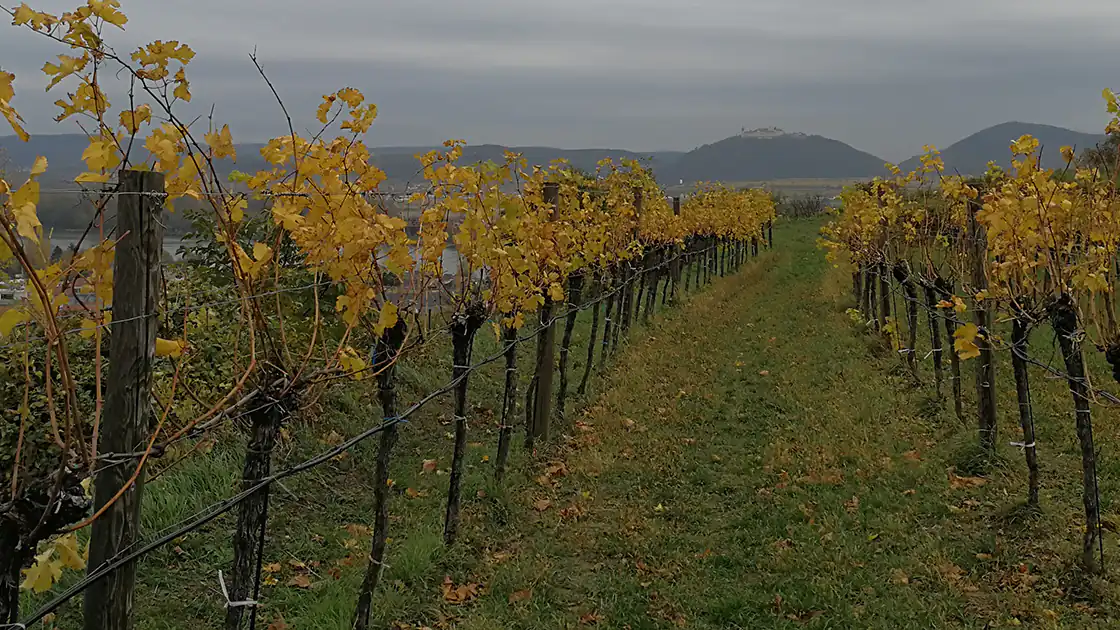 Ein Weingarten mit zahlreichen Weinstöcken deren Blätter bereits gelb sind, ist hier zu sehen. Im Hintergrund ist eine hügelige Gebirgslandschaft.