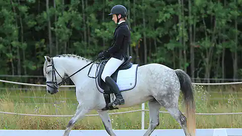 Pferdebild vom Connemara Pony