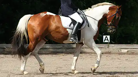 Auf einem gescheckten braun-weißen Pferd sitzt ein Reiter bei einer Dressurübung oder einem Dressurturnier. Die Szene ist auf einem Reitplatz. Im Hintergrund ist die Positionsmarkierung A zu sehen. Das Pferd hat im Gang gerade den rechten Vorderhuf und den linken Hinterhuf angehoben.