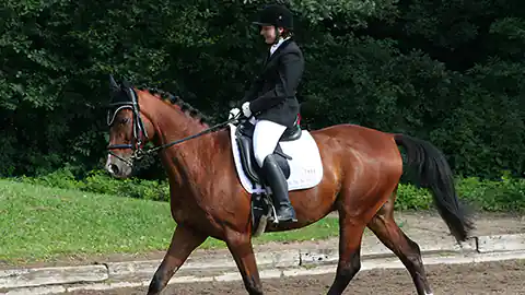 Ein Dressurreiter ist turniergerecht gekleidet auf seinem Pferd zu sehen. Das Pferd geht mit kräftigen Schritten im Bild von rechts nach links. Der Reiter sitzt mit angezogenem Zügel auf dem Pferd. Er trägt ein schwarzes Reitsakko und einen schwarzen Reithelm sowie eine weiße Reithose und schwarze Reitstiefel. Im Hintergrund ist eine Wiese nach dem Reitplatz zu sehen und dann kommt ein Stück Wald.