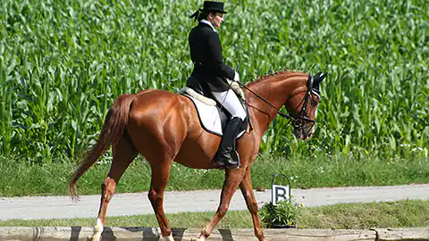 Eine Dressurreiterin ist auf einem Dressur-Turnier mit ihrem Pferd auf dem Reitplatz im Bewerb. Sie retiet auf ihrem glänzenden braunen Pferd im Schritt entlang der Reitplatzbegrenzung. Hinter der Begrenzung ist eine Markierung mit dem Buchstaben B. Außerhalb des Reitplatzes ist zunächst ein Wiesenstreifen und ein Weg und danach ein Feld mit Maiskolben zu sehen. Die Reiterin bewegt sich mit ihrem Pferd im Bild von links nach rechts.