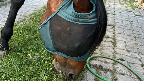 Ein Pferd mit einer Fliegenmaske über den Augen frisst auf einem Boden etwas Gras. Daneben liegt ein Gartenschlauch.