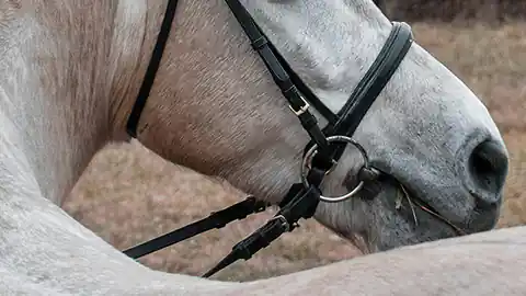 Ein Pferdekopf, das Maul und die Nase von einem weißen Pferd sind im Bild zu sehen. Das Pferd ist aufgezäumt und hat eine Trense im Maul. Der Kopf ist um den Körper zur Seite gedreht.