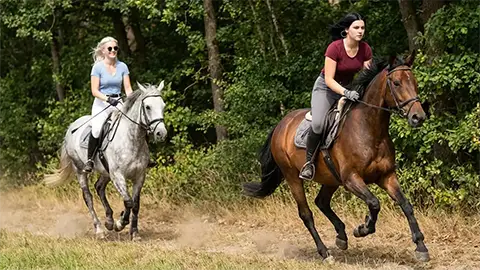 Im Galopp am Waldrand - Asche am Sattel